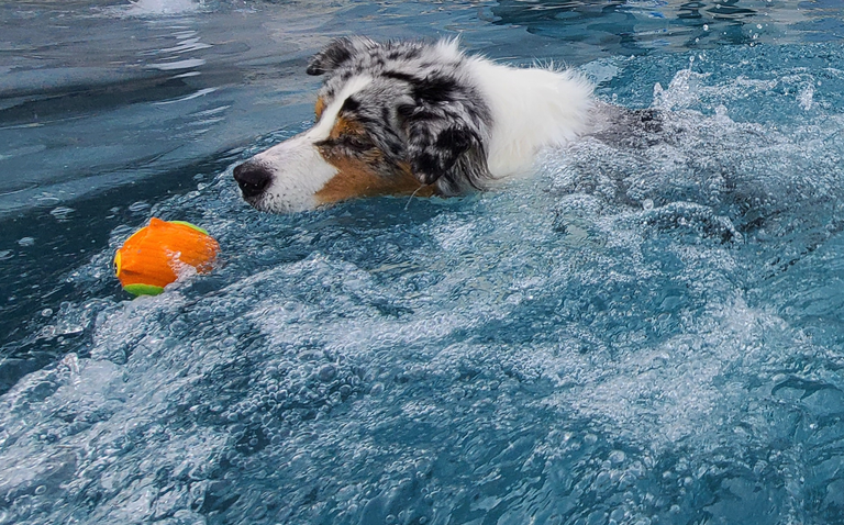 Squeaky Toy